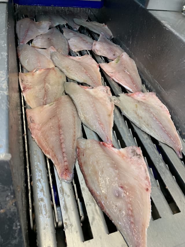 Besugo y pescado blanco