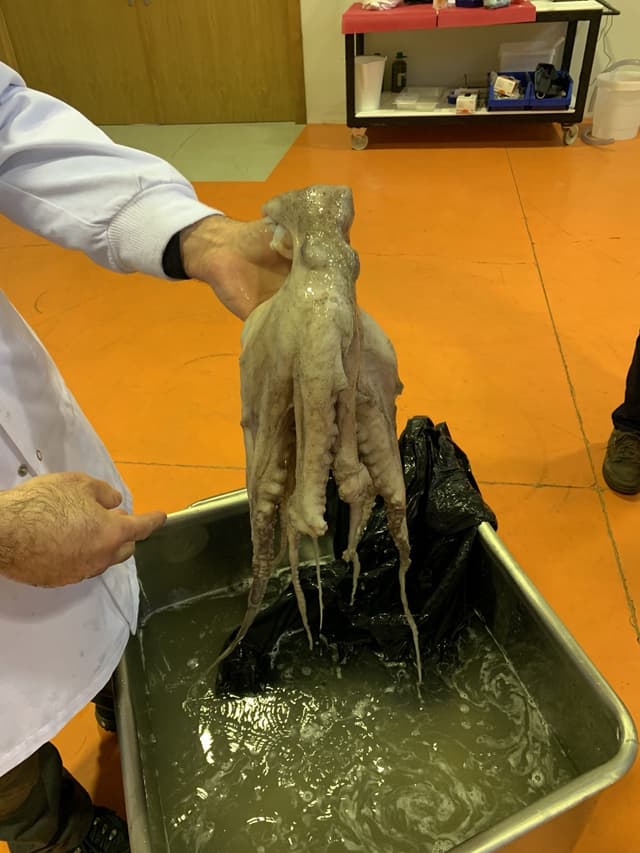 Pulpo