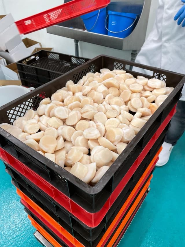 Vieiras
